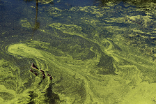 尚普兰湖的蓝藻水华